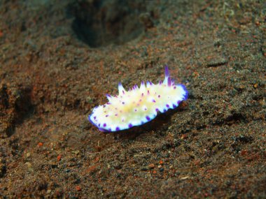 Gerçek deniz yaratığı