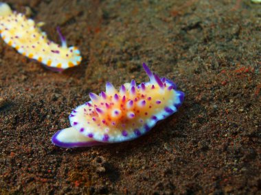 Gerçek deniz yaratığı