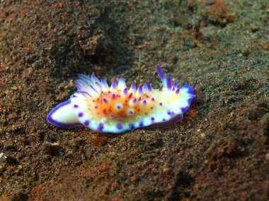 Gerçek deniz yaratığı