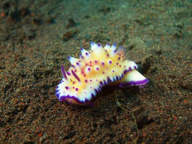 Gerçek deniz yaratığı