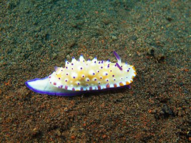 Gerçek deniz yaratığı