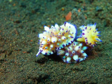 Gerçek deniz salyangozları