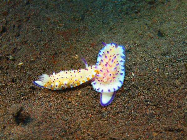 True sea slugs — Stock Photo, Image