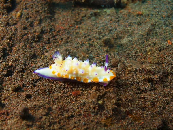 Sanna havet slug — Stockfoto