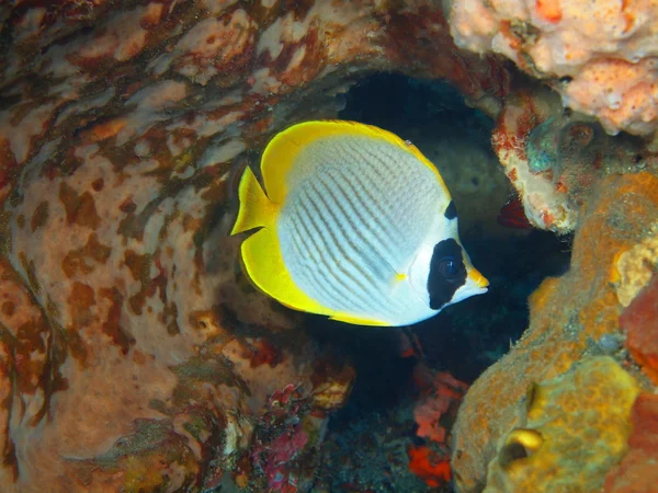 Coral fish — Stock Photo, Image