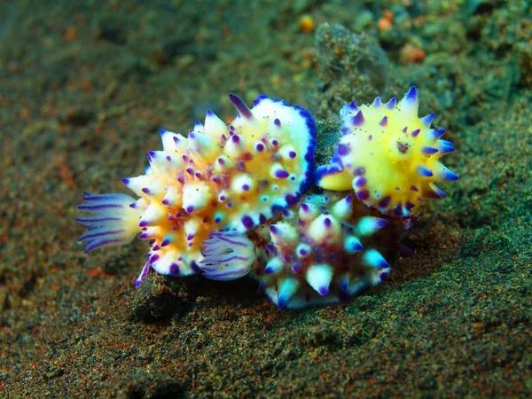 Gerçek deniz salyangozları