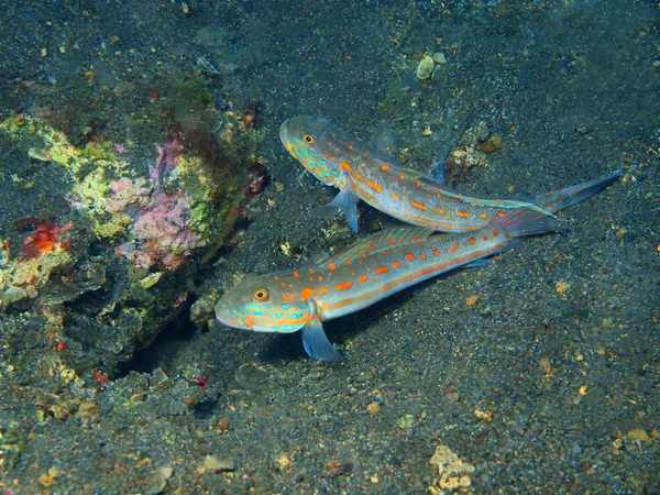 Peces de coral —  Fotos de Stock