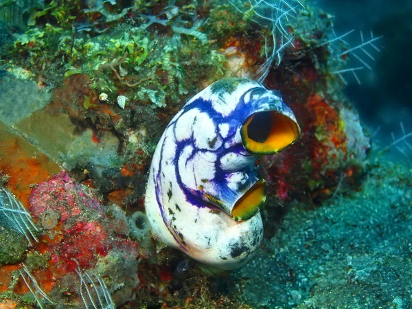 Sea squirt — Stock Photo, Image
