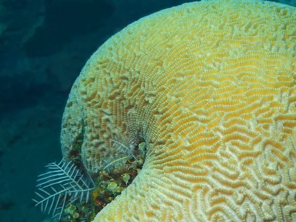 Coral de pedra — Fotografia de Stock