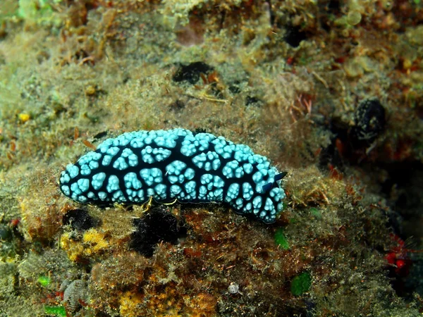 Gerçek deniz yaratığı — Stok fotoğraf