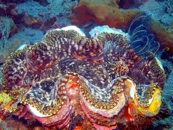 Огромный моллюск — стоковое фото