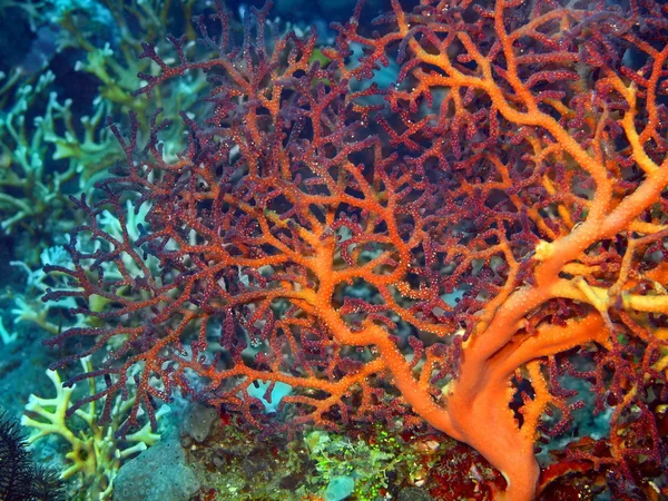 Gorgonian mercan — Stok fotoğraf