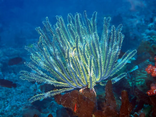 Crinoide — Fotografia de Stock