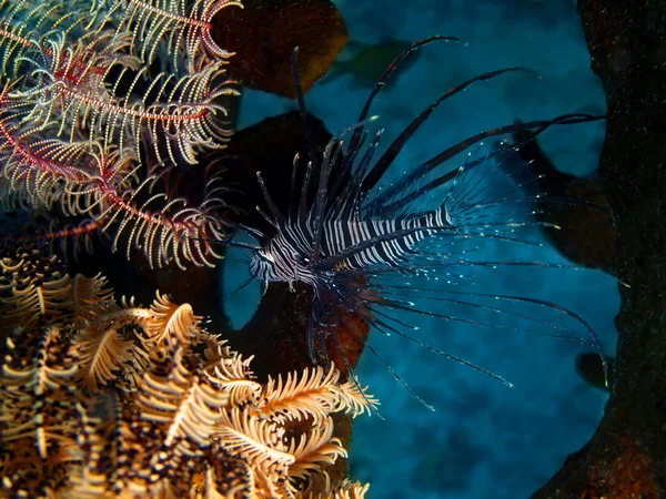 Scorpionfish — Stock Photo, Image