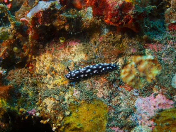 Gerçek deniz yaratığı — Stok fotoğraf