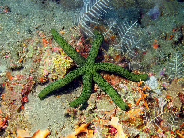 Starfish — Stock Photo, Image