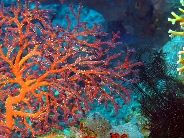 Gorgonian coral — Stock Photo, Image