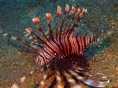 Scorpionfish