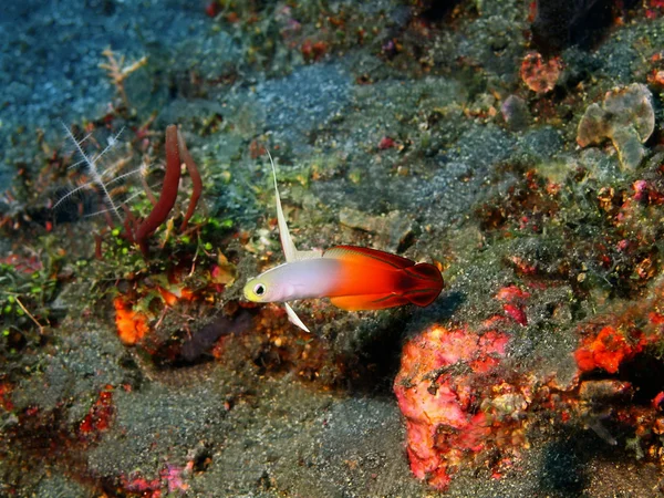 Peixes de coral — Fotografia de Stock