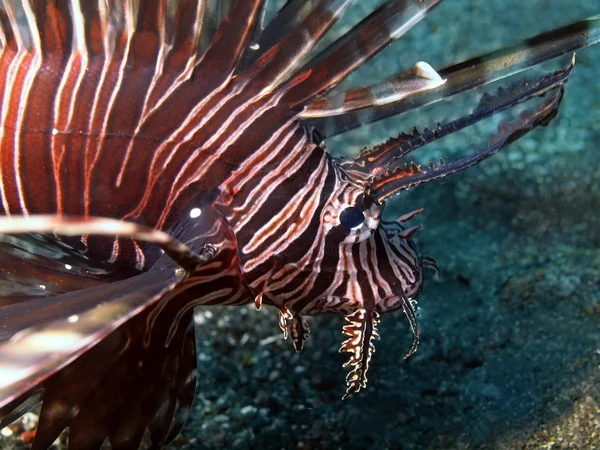 Scorpionfish — Stock Photo, Image