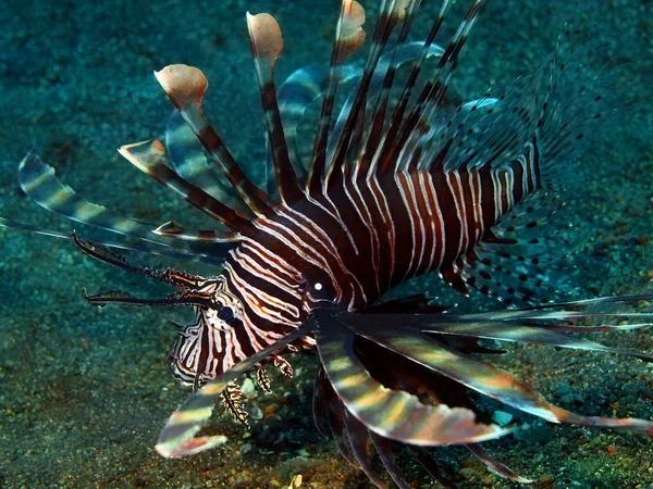 Scorpionfish — Zdjęcie stockowe