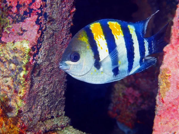 Peces de coral — Foto de Stock