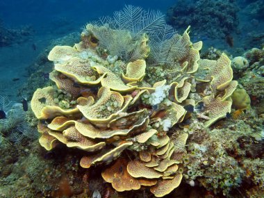 taş mercan