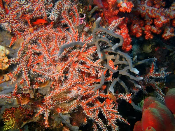 Gorgonií korál — Stock fotografie
