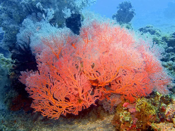 Hoornkoralen koraal — Stockfoto