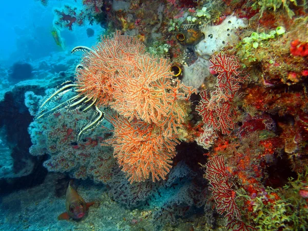 Coral gorgoniano — Foto de Stock