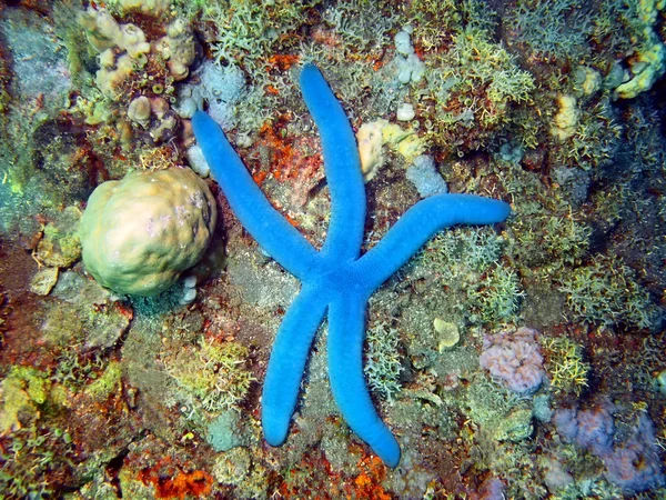 Estrella de mar —  Fotos de Stock