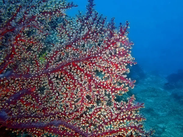 Gorgonian mercan — Stok fotoğraf