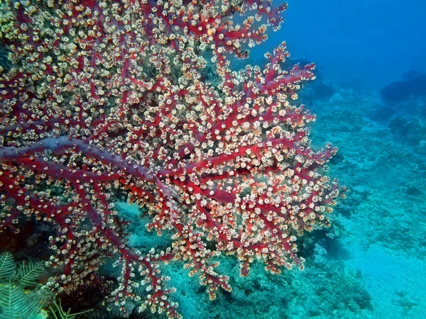 Gorgonian mercan — Stok fotoğraf