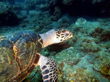 deniz kaplumbağası