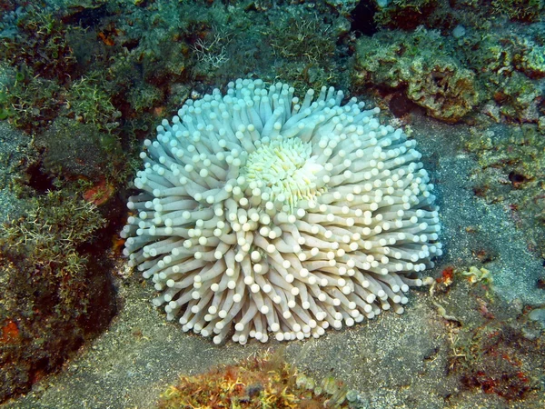 Sea anemone — Stock Photo, Image