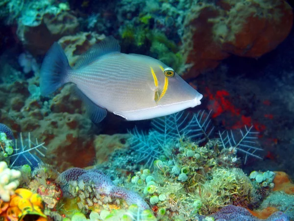 Peixes de coral — Fotografia de Stock