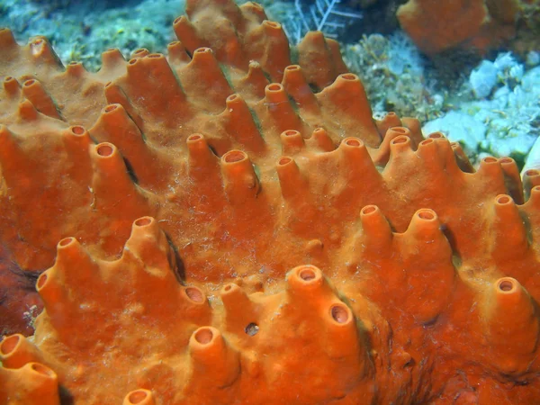 Demosponge — Stock Photo, Image