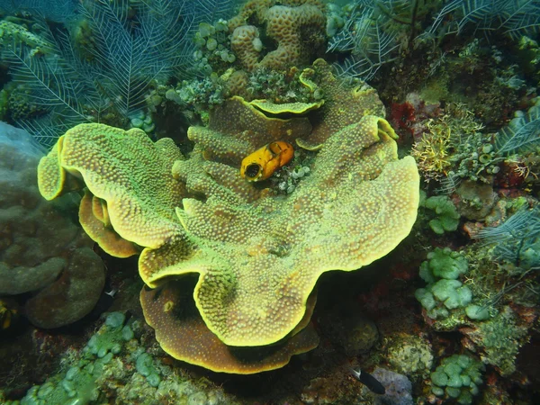 Kamień Koral — Zdjęcie stockowe