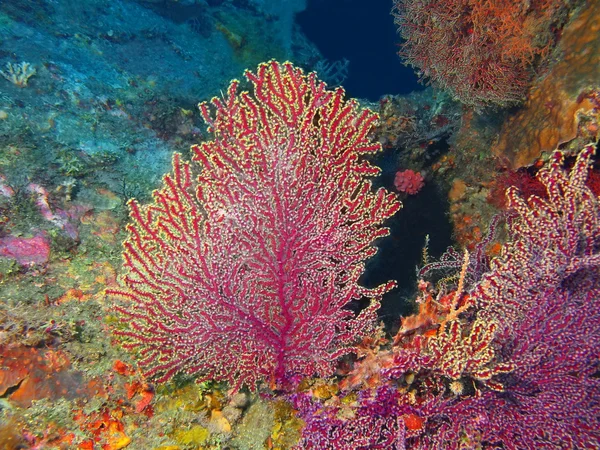 Gorgonie Koral — Zdjęcie stockowe