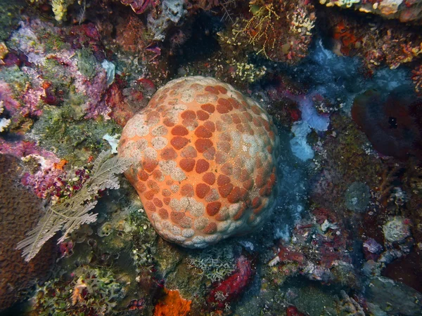 Zeesterren — Stockfoto