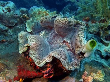 büyük deniz tarağı