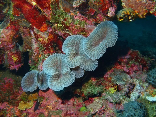 Coral de pedra — Fotografia de Stock