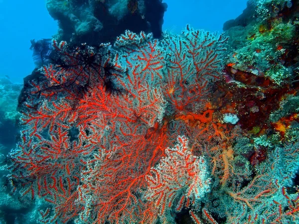 Gorgonian Coral — стокове фото