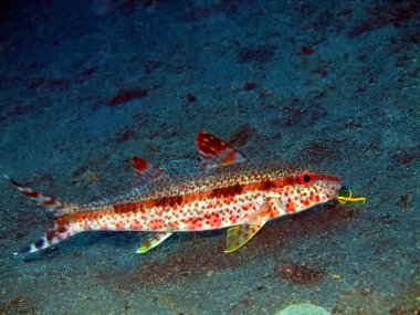 goatfish