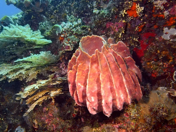 Demosponge — Stock Photo, Image