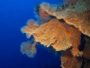 gorgonian mercan