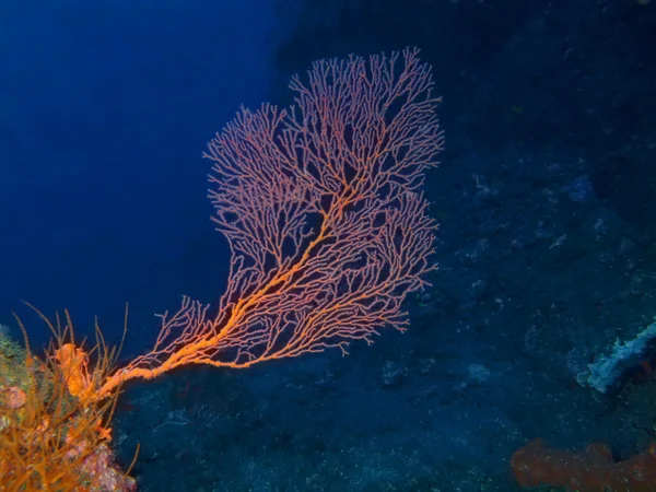 Gorgonian Coral — Stockfoto