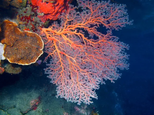 Gorgonian Coral — стокове фото