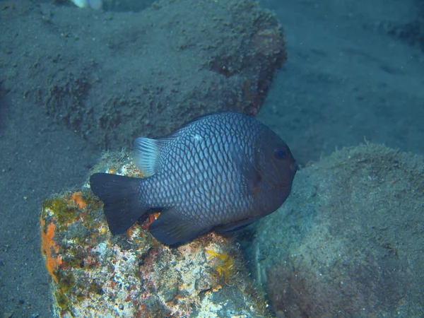 Peces de coral — Foto de Stock