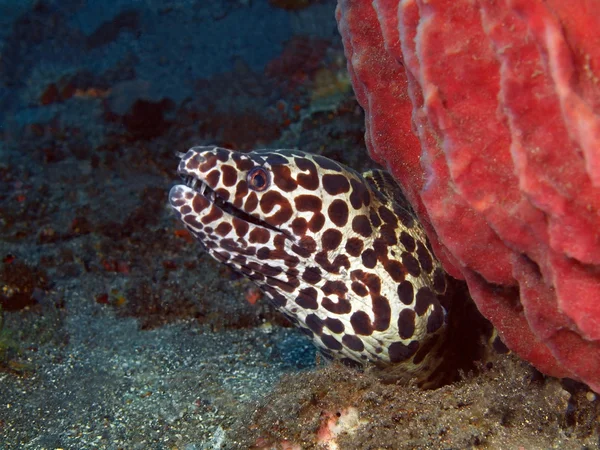 Enguia-de-moray — Fotografia de Stock